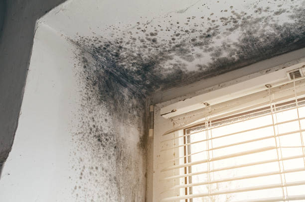 Affordable Hvac And Air Duct Mold Remediation solutions in Hendersonville, NC